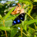 Das Leben in Farbe mit David Attenborough