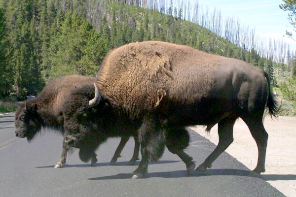 Bild 1 von 5: Die Yellowstone-Bisons sind die größten Landsäugetiere Amerikas. Bullen können über 1,80 Meter groß werden und bis zu einer knappen Tonne schwer.