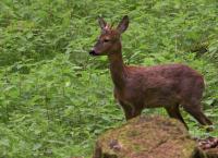 Wildes Land