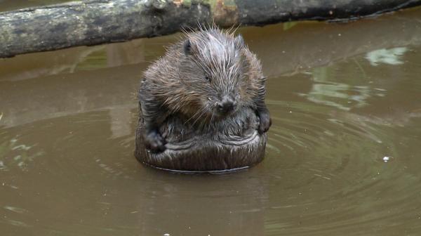 Bild 1 von 4: Der Biber fettet seinen Pelz ein.