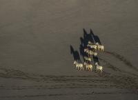 Okawango - Fluss der Träume