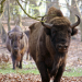 Abenteuer Wildnis