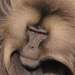 Wild Winners - Helden der Tierwelt