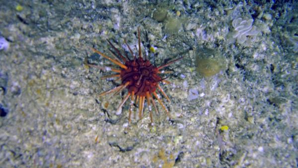 Bild 1 von 7: Ein roter Seeigel auf Korallenfelsen.