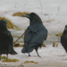 Tierische Überflieger