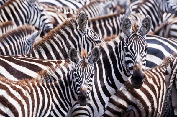 Bild 1 von 4: Wenn Zebras sich bewegen, erzeugen ihre Streifen eine optische Unruhe, die Raubtiere verwirrt.