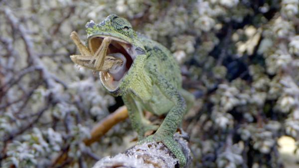 Bild 1 von 12: Ein Chamäleonweibchen frisst eine Grille, die es gerade mit seiner langen Wurfzunge gefangen hat.
