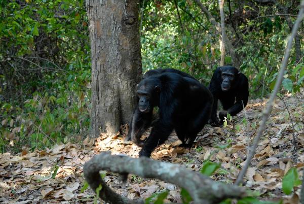 Bild 1 von 7: Im Bild: Schimpansen, Mahale Nationalpark.