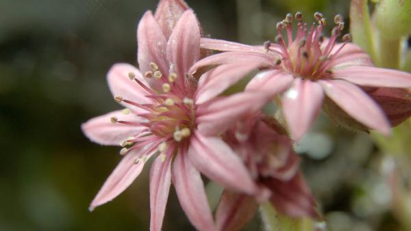 Bild 1 von 4: Klein und kraftvoll: Hauswurz sprengt Fels.