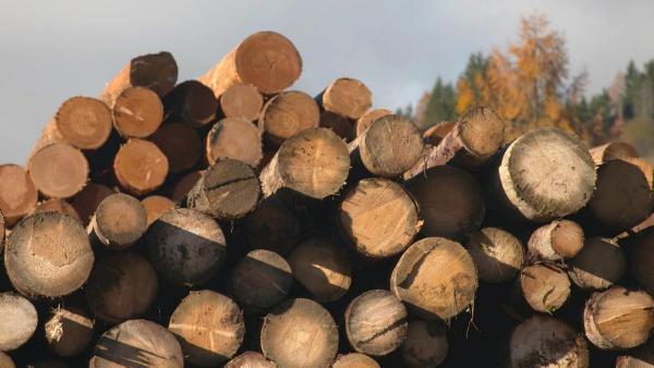 Bild 1 von 2: Im Bild:  Holzstapel in Flachauer Sägewerk.