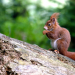 Unsere Eichhörnchen