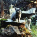 Friedhof der Kuscheltiere