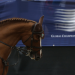 Springreiten