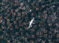 Undercover unter Tieren: Auf geheimer Mission zwischen Arktis und Äquator