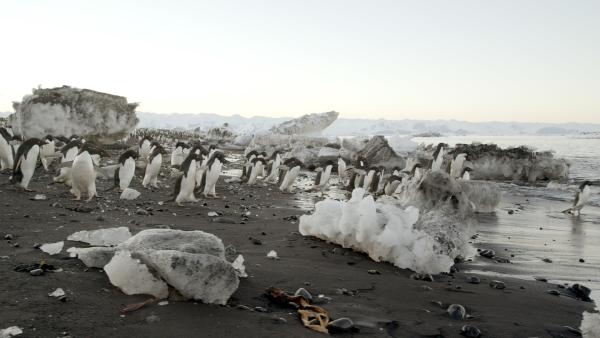 Bild 1 von 8: Adeliepinguine am Kap Adare. Sie gehen in großen Gruppen auf Nahrungssuche.