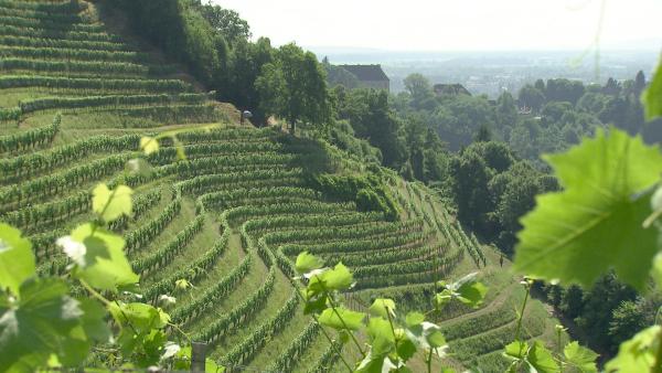 Bild 1 von 1: Die Wein-Weltmeister. Von der Steiermark in die weite Welt