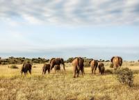 Tierische Titanen
