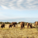 Tierische Titanen