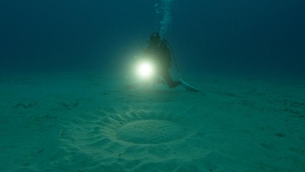 Bild 1 von 5: Um Weibchen zu beeindrucken, bauen Kugelfische vor Japan über Tage hinweg an imposanten Kreisen im Sand.