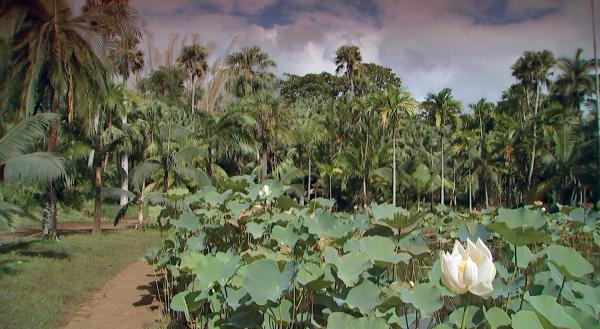 Bild 1 von 8: Im Botanischen Garten auf Mauritius.