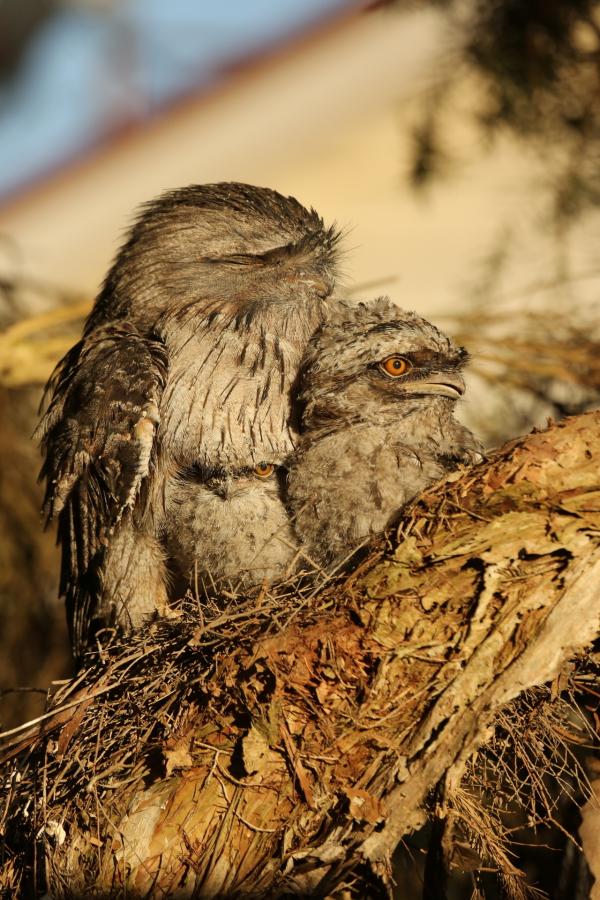 Bild 1 von 15: Eulenschwalme haben die Fähigkeit, völlig unbemerkt in Großstädten zu leben. In Melbourne bauen sie ihre Nester in jeden Holzhaufen oder auf waagrechten Ästen. Sie jagen in der Nacht und profitieren von der künstlichen Beleuchtung. Längst können die Stadtschwalme mehr Junge großziehen, als ihre Verwandten in der Wildnis. Die Kehrseite des Stadtlebens sind einzig die Katzen, die sich auch von der besten Tarnung des Schwalms nicht täuschen lassen.