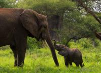 Afrikas Ikonen der Tierwelt