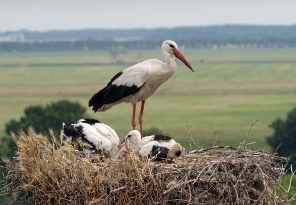 Bild 1 von 3: Im April klappert es von den Dächern im Havelland. Die vielen Feuchtwiesen machen das Havelland zu einem Paradies für Störche.