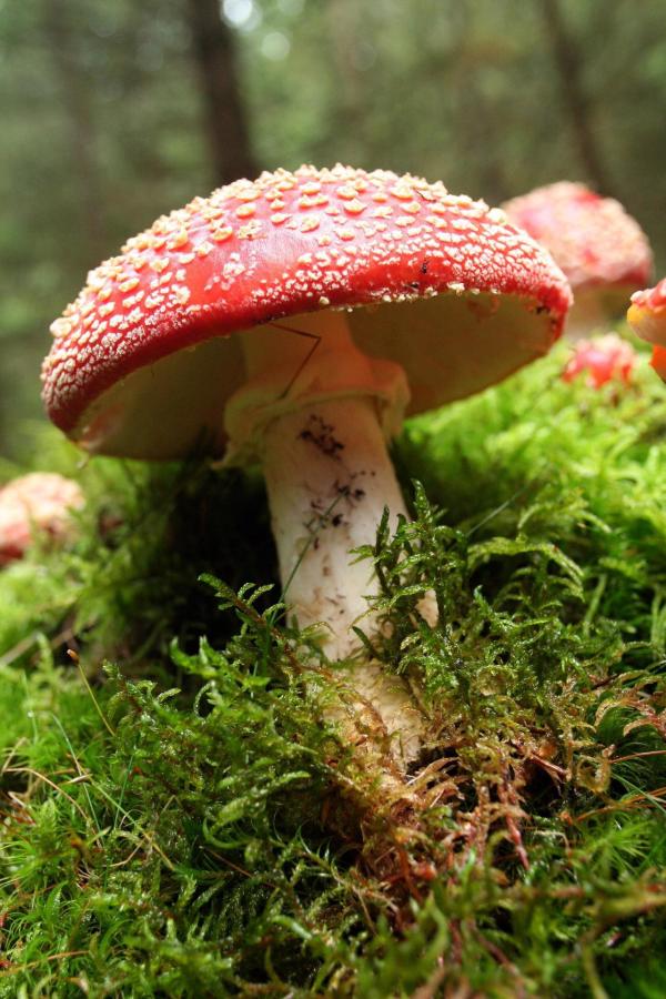 Bild 1 von 4: Wunderwelt Wald