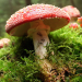 Wunderwelt Wald