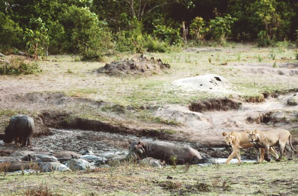 Bild 1 von 4: Nilpferde mögen keine Löwen in ihrer Nähe. Doch seit der einst mächtige Fluss Katuma zusammengeschrumpft ist, versammeln sich alle Tiere an den wenigen verbliebenen Tümpeln, um Wasser zu finden.