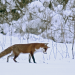Abenteuer Wildnis