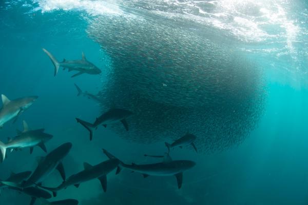 Bild 1 von 15: Haie nähern sich einem Fischschwarm an Australiens Westküste.
