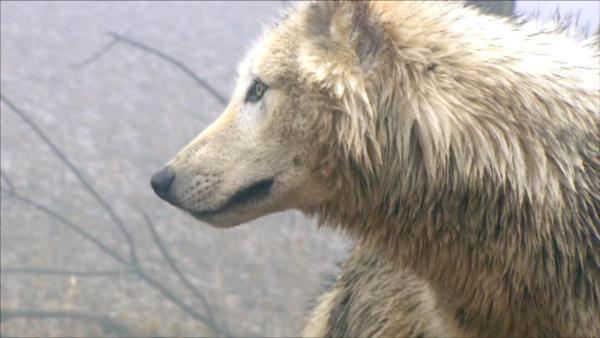 Bild 1 von 5: Im Bild: Wölfe zeigen im Rudel besondere soziale Intelligenz.