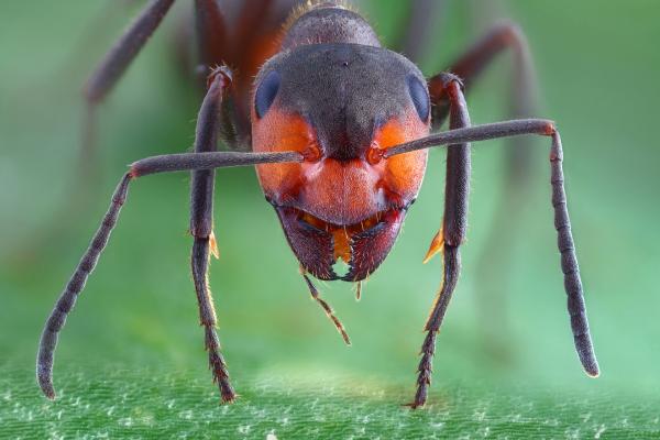 Bild 1 von 4: Auf der Erde existieren rund 10 Trillionen Insekten. Sie bevölkern den Planeten seit Urzeiten. Viele Kulturen achten, fürchten oder verehren sie als Götter. Ist der Grund dafür, dass sie möglicherweise eine Verbindung zu außerirdischen Wesen darstellen?