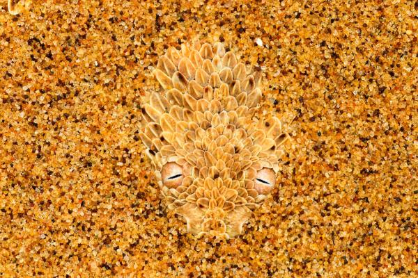 Bild 1 von 6: Die Zwergpuffotter beherrscht das so genannte Seitenwinden, um sich rasch überlockeren Sand zu bewegen, wodurch sie als echte Wüstenschlange erkennbar ist.