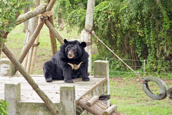 Bild 1 von 6: Kragenbären können bis zu 200 Kilo schwer werden.