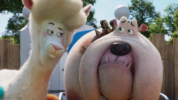 Bild 1 von 2: Die Alpaka-Dame Crystel versucht Hündin Bertha auf ihre Rolle in einem Hundefutter-Werbespot vorzubereiten.