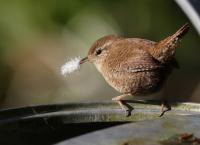 Anna und die wilden Tiere