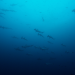 Big Pacific
