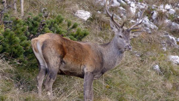 Bild 1 von 45: Im Bild: Rothirsch zur Brunftzeit.