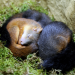 Geheimnisvolle Eichhörnchen