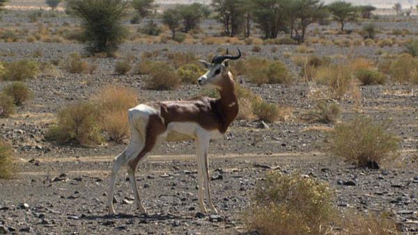 Bild 1 von 6: Die Mhorrgazellen waren in Afrika ausgestorben. Nur in einem Zoo in Spanien lebten die letzten sieben Tiere und man begann sie zu züchten. Vor 16 Jahren gelangten die ersten Gazellen wieder nach Afrika.