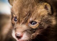 Das geheime Leben der Füchse