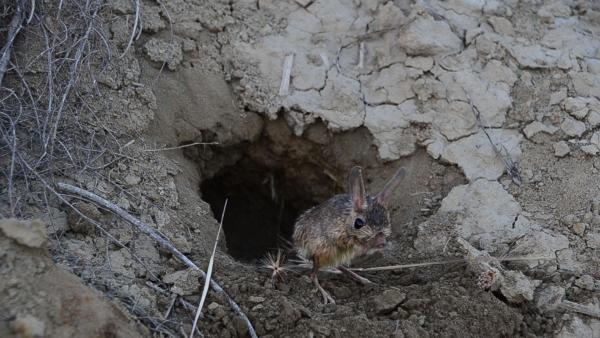 Bild 1 von 4: Springmäuse kämpfen in den Wüsten gegen die extreme Hitze.