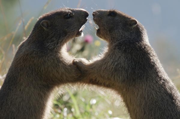 Bild 1 von 4: Jedes Jahr aufs Neue setzt der Frühling im Süden Deutschlands den Kreislauf des Lebens in Gang auf seiner Wanderung vom Oberrhein bis hoch zur Zugspitze: Dort üben junge Murmeltiere den Ringkampf.