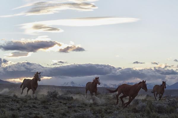 Bild 1 von 6: Domestizierte Wildpferde in der Andenlandschaft im argentinischen Calafate.
