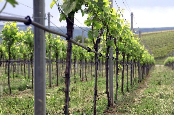 Bild 1 von 3: Franken ist eine verkannte Weinbau-Enklave mitten in Bayern -- einer Region, die allgemein für ihre Hopfenfelder und die hohe Brauereidichte bekannt ist.