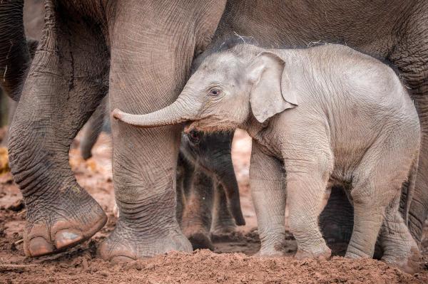 Bild 1 von 22: Im Bild: Das Elefantenbaby Indali.