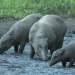 Welt der Tiere