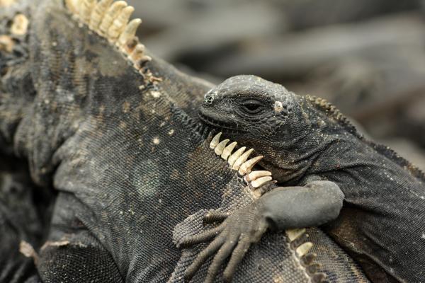 Bild 1 von 5: Kleine Galapagos-Meerechse.